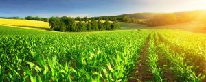 revolusi industri mengubah sektor pertanian